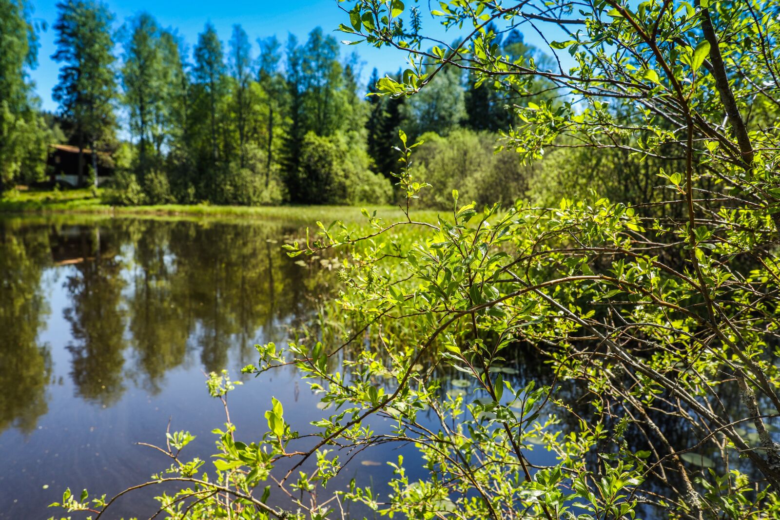 Canon EOS R sample photo. Water, lake, trees photography