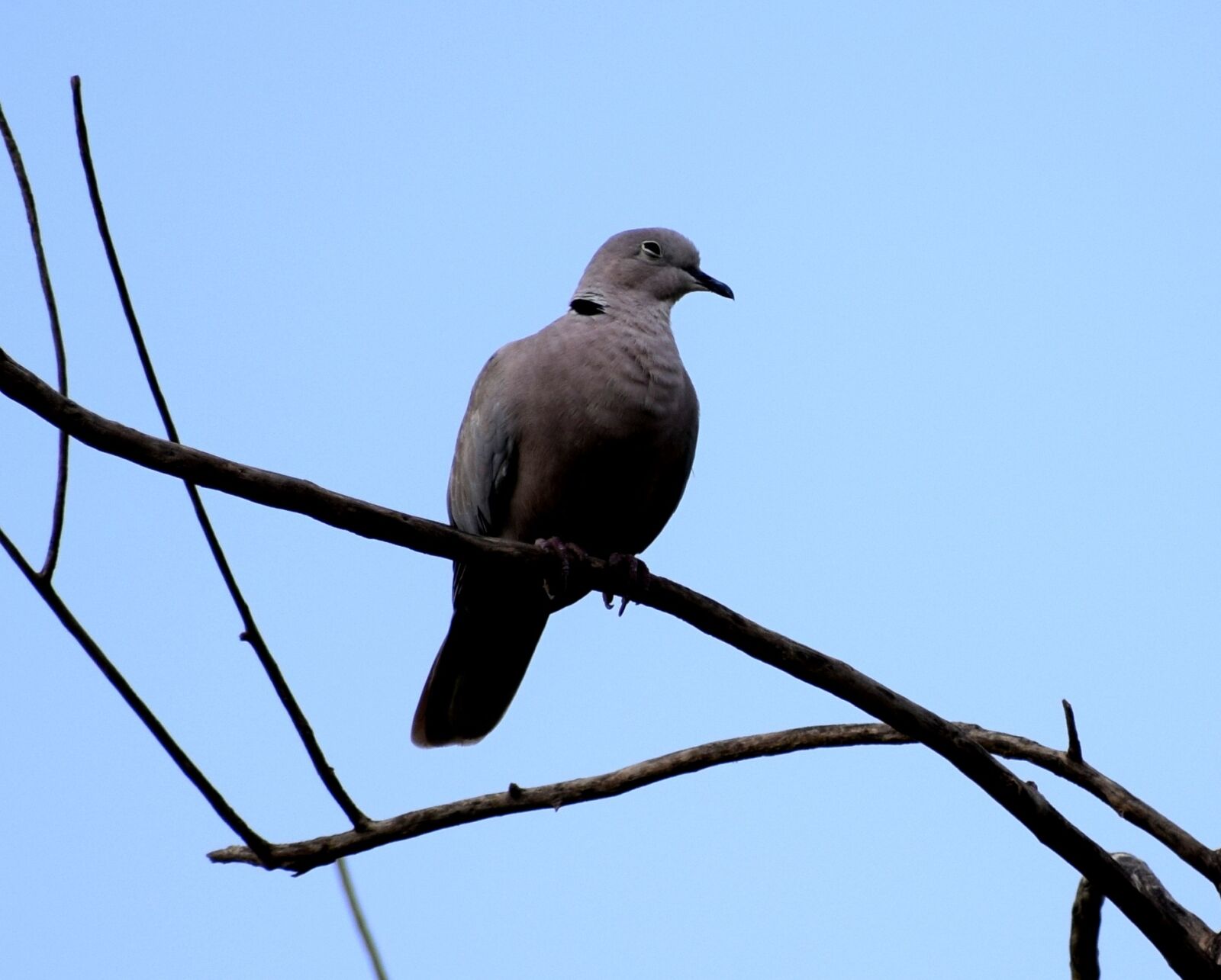 Nikon D3300 sample photo. Nature, birds, natural photography