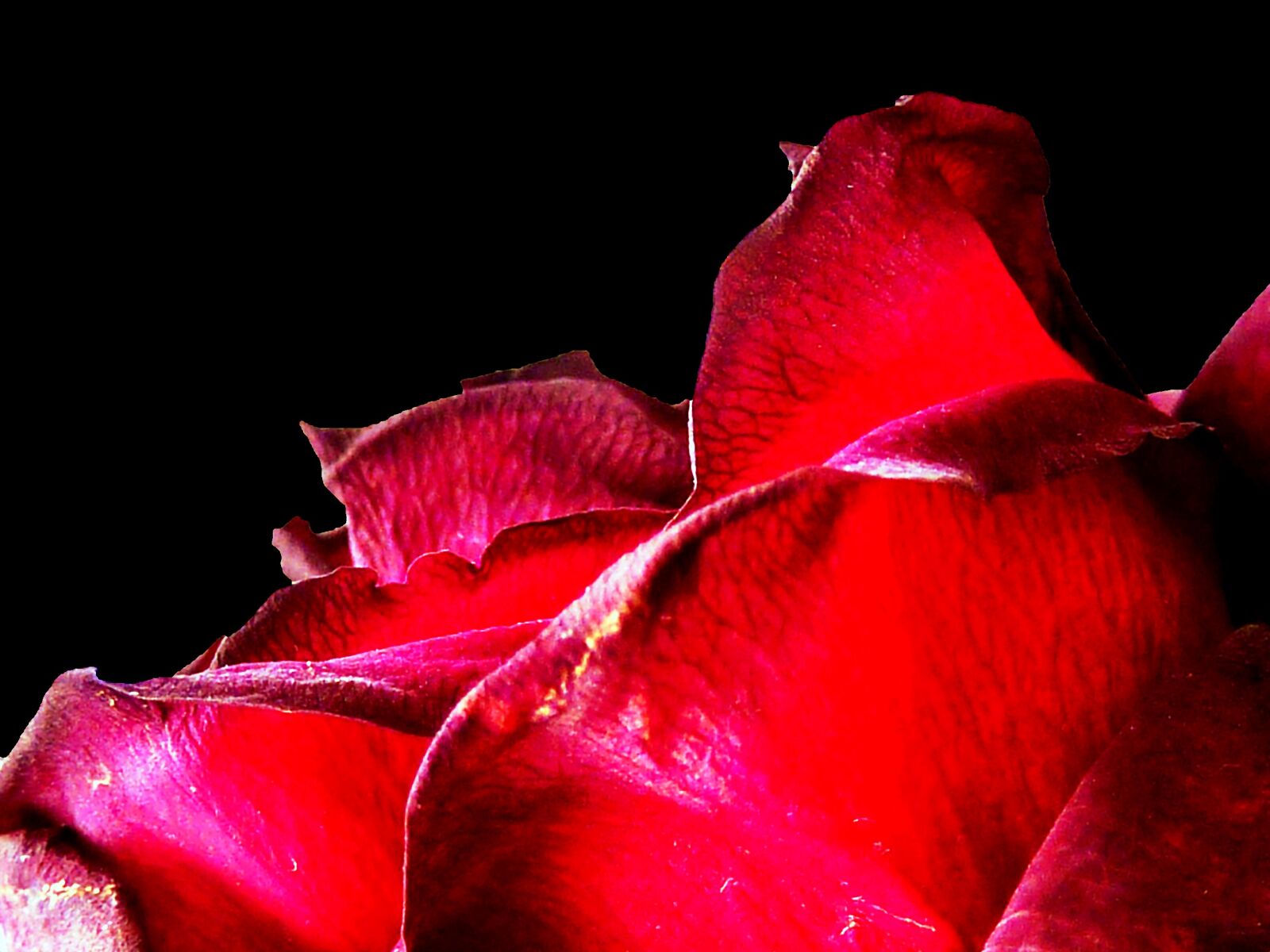 Panasonic DMC-TZ7 sample photo. Rose, red, red rose photography