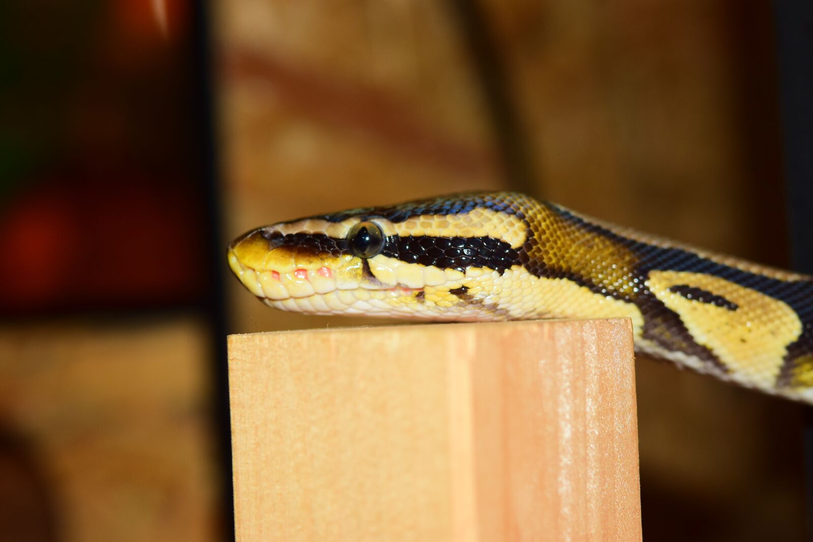 Nikon D5300 sample photo. Snake, constrictor, python photography
