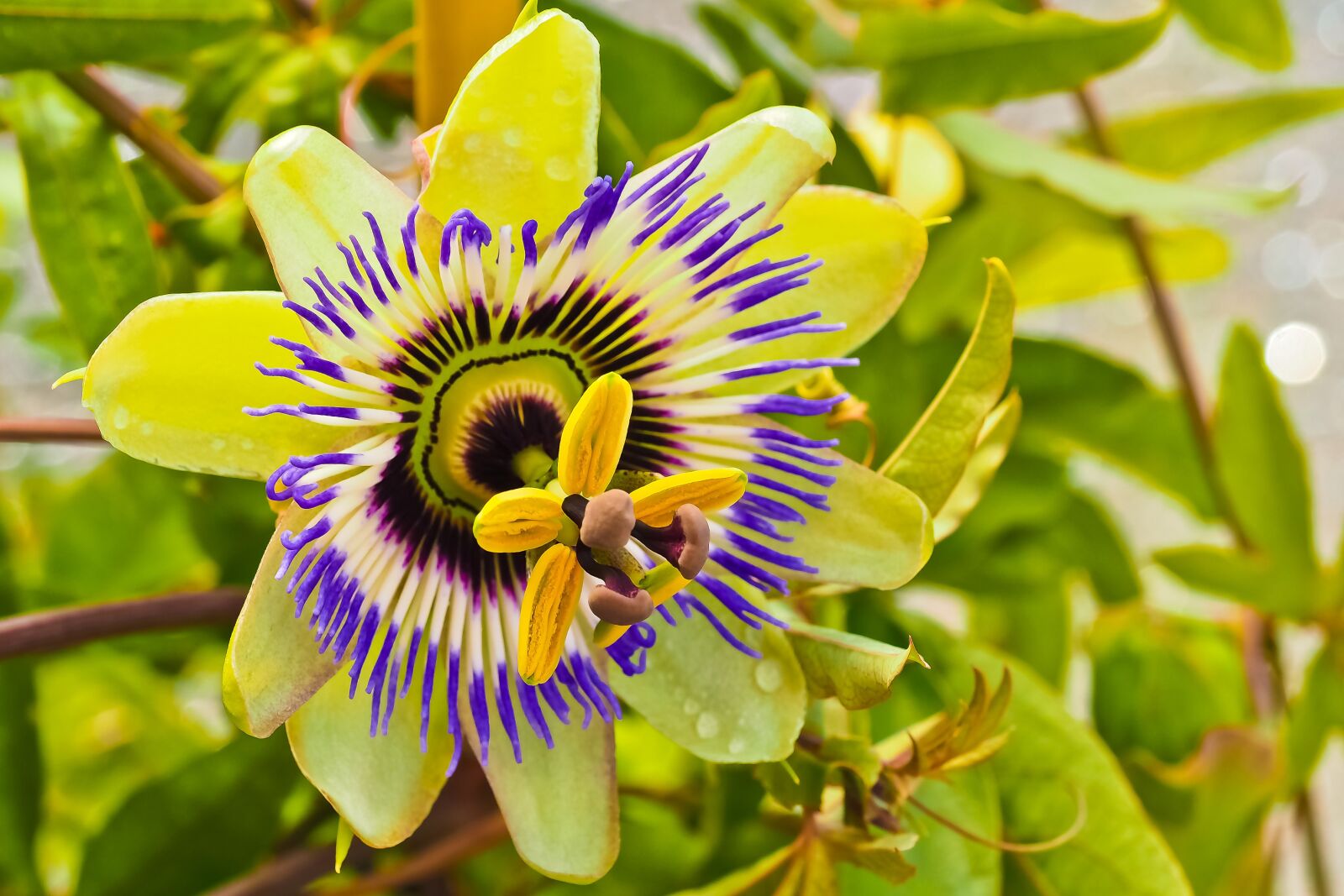 Olympus OM-D E-M10 sample photo. Flower, passion flower, passiflora photography