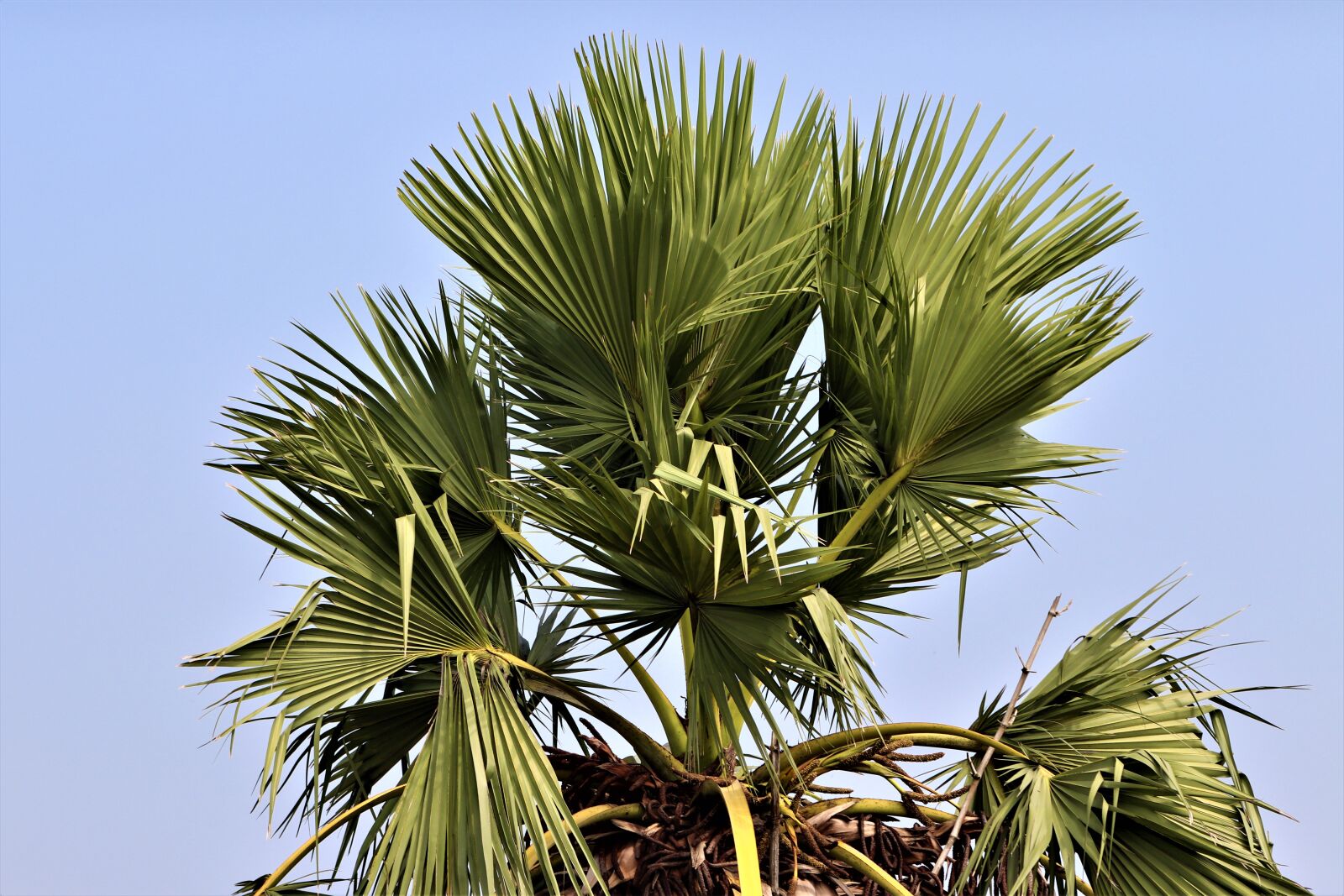 Canon EOS 800D (EOS Rebel T7i / EOS Kiss X9i) sample photo. Tree, palm tree, nature photography