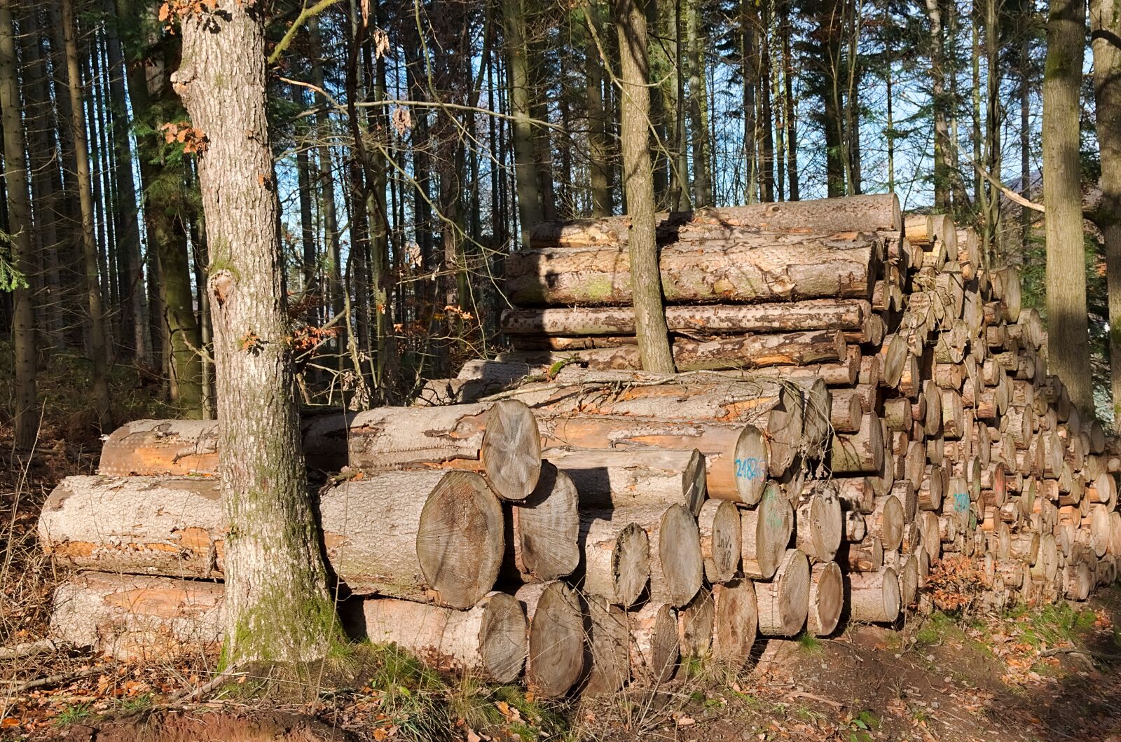 Nikon D3300 sample photo. Forest, holzstapel, tree trunks photography