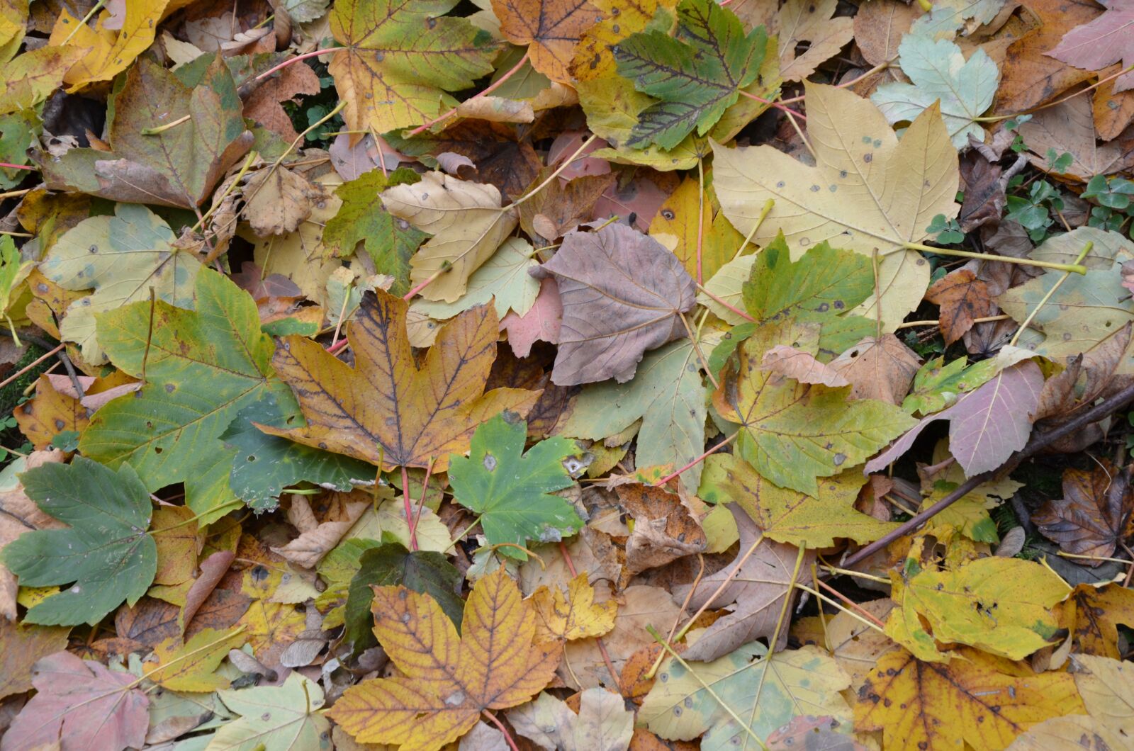 Nikon D5100 sample photo. Leaves, autumn photography