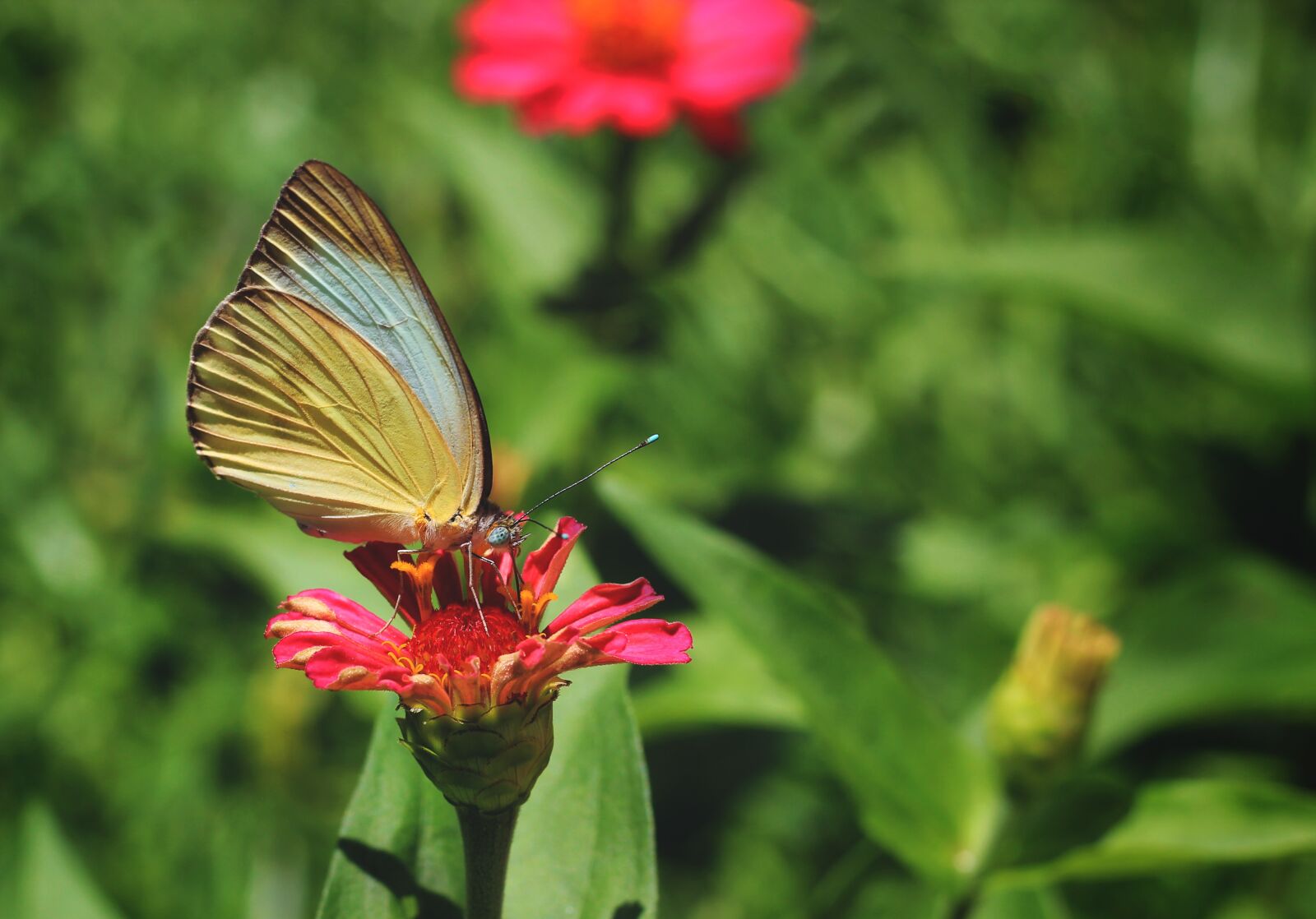 Canon EOS 600D (Rebel EOS T3i / EOS Kiss X5) + Canon EF 50mm F1.8 STM sample photo. Butterfly, wing, insects photography