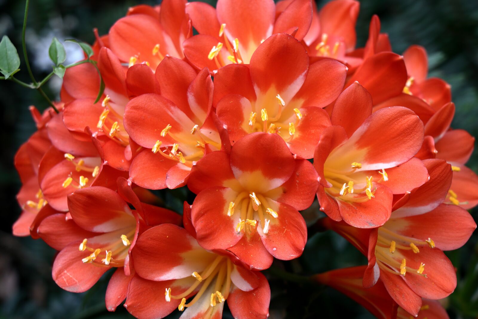 Canon EF-S 18-135mm F3.5-5.6 IS USM sample photo. Orange, flower, bloom photography