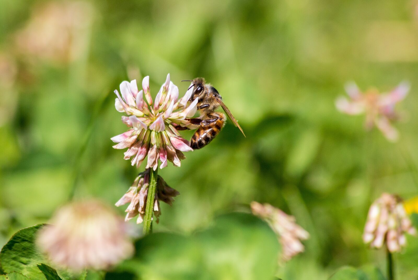 Canon EF 70-300mm F4-5.6 IS USM sample photo. Bee, spring, insect photography