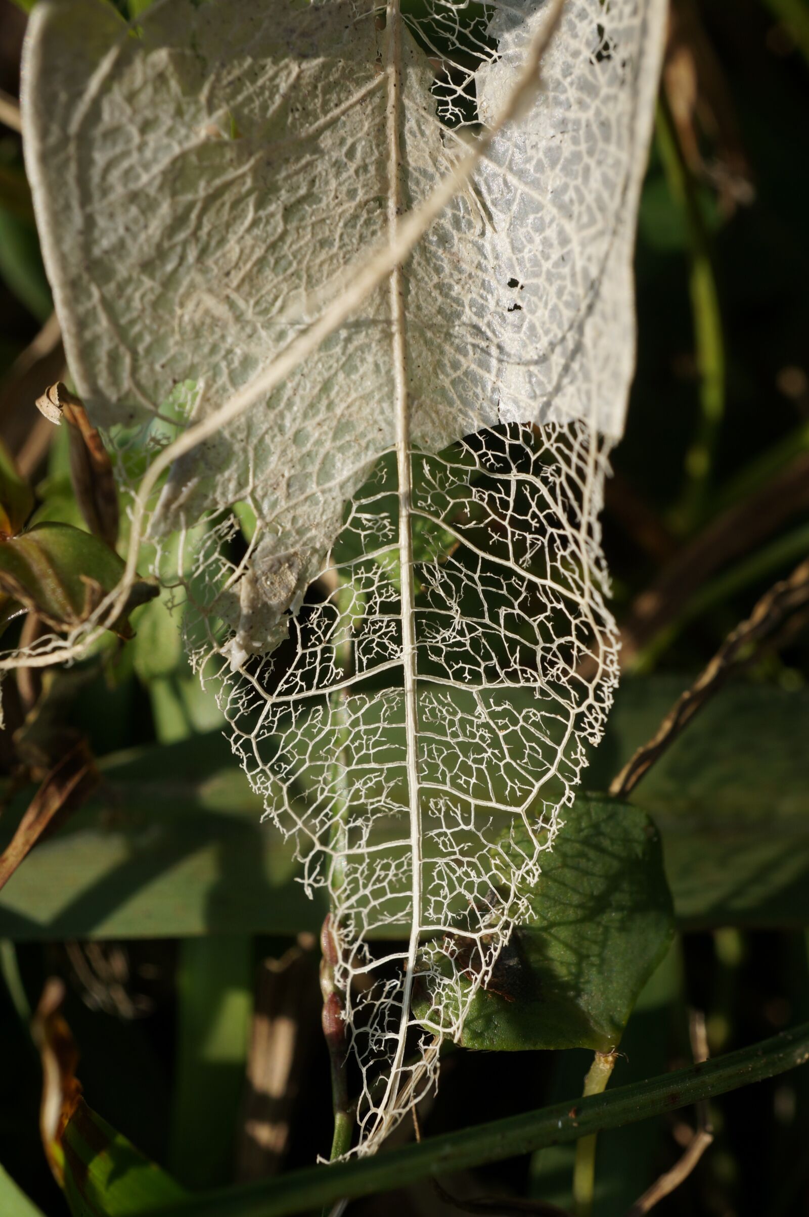 Sony Alpha NEX-5R sample photo. Tree leaf, natural, vein photography