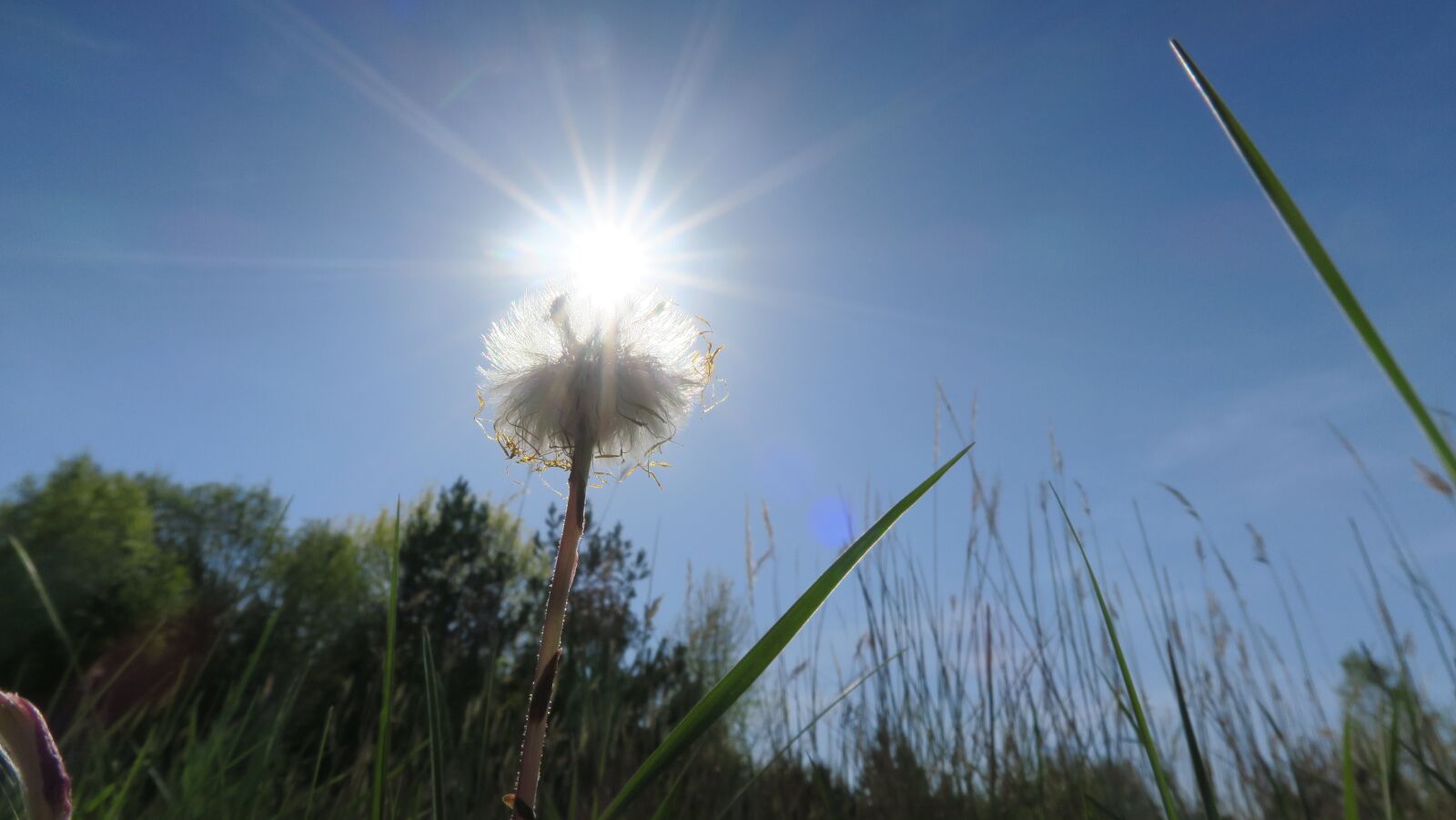Canon PowerShot G5 X sample photo. Sun, flower, spring photography