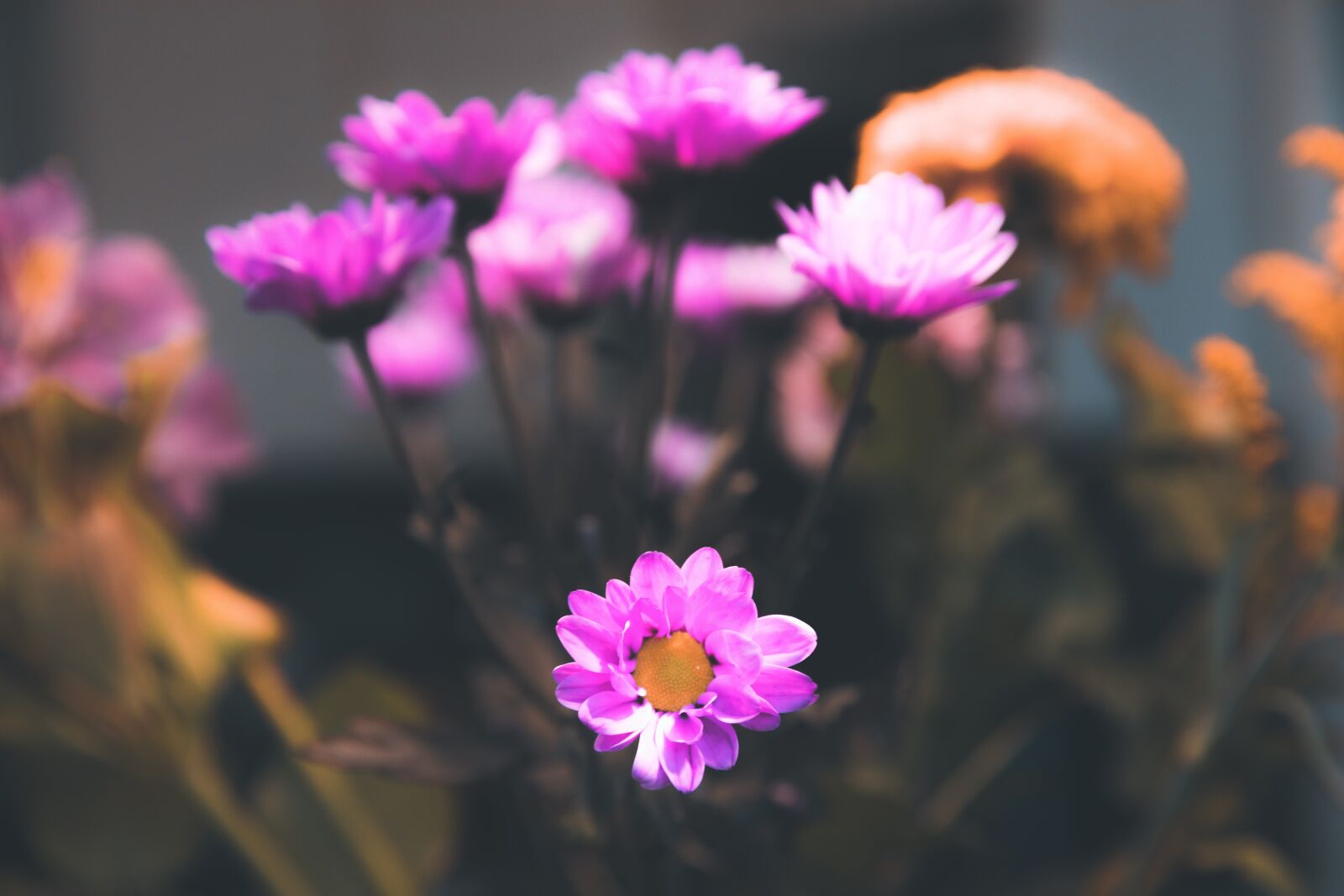 Canon EOS 5D Mark IV sample photo. Flowers, petals, nature photography