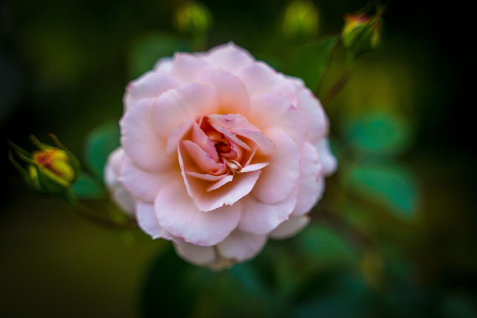 Sony a7 III + Tamron 28-75mm F2.8 Di III RXD sample photo. Rose, flowers, rose bloom photography