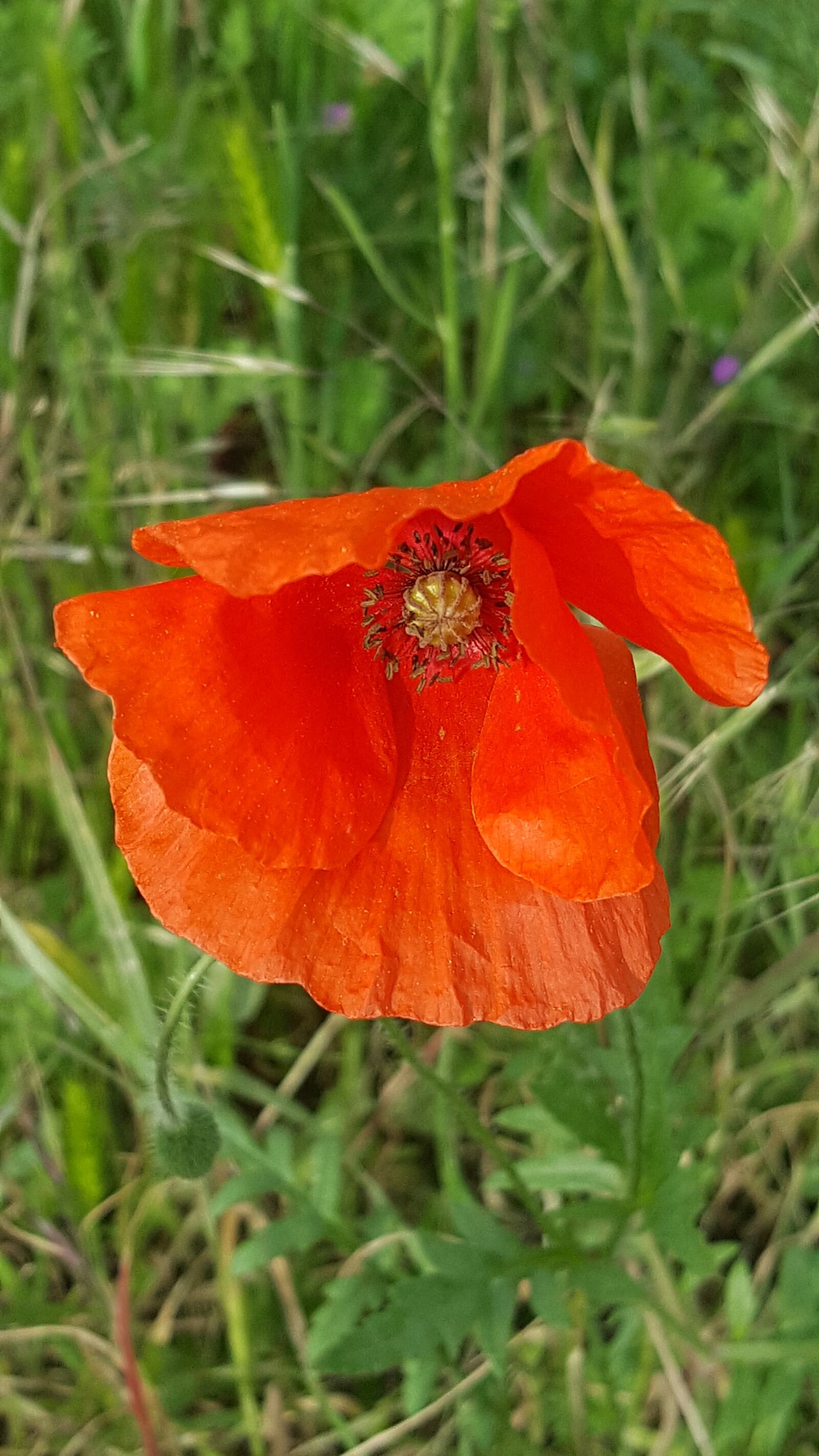 Samsung Galaxy S6 sample photo. Flower, mato, red photography