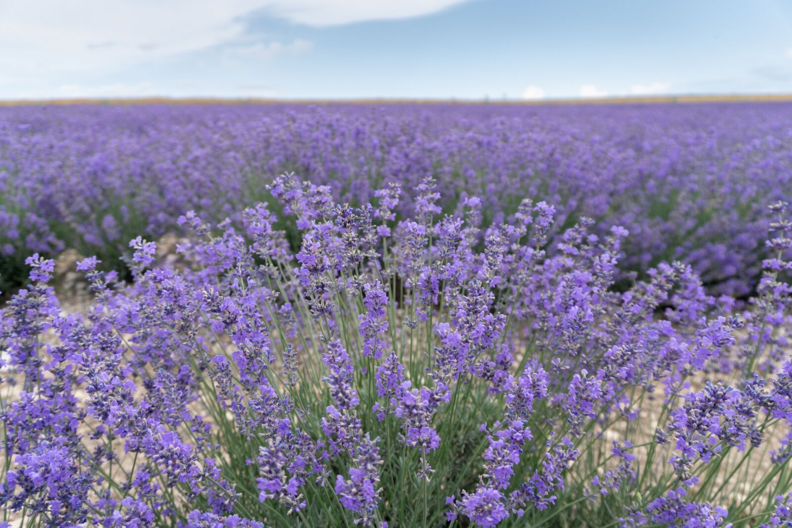 Sony a6400 sample photo. Lavender field, lavender, purple photography
