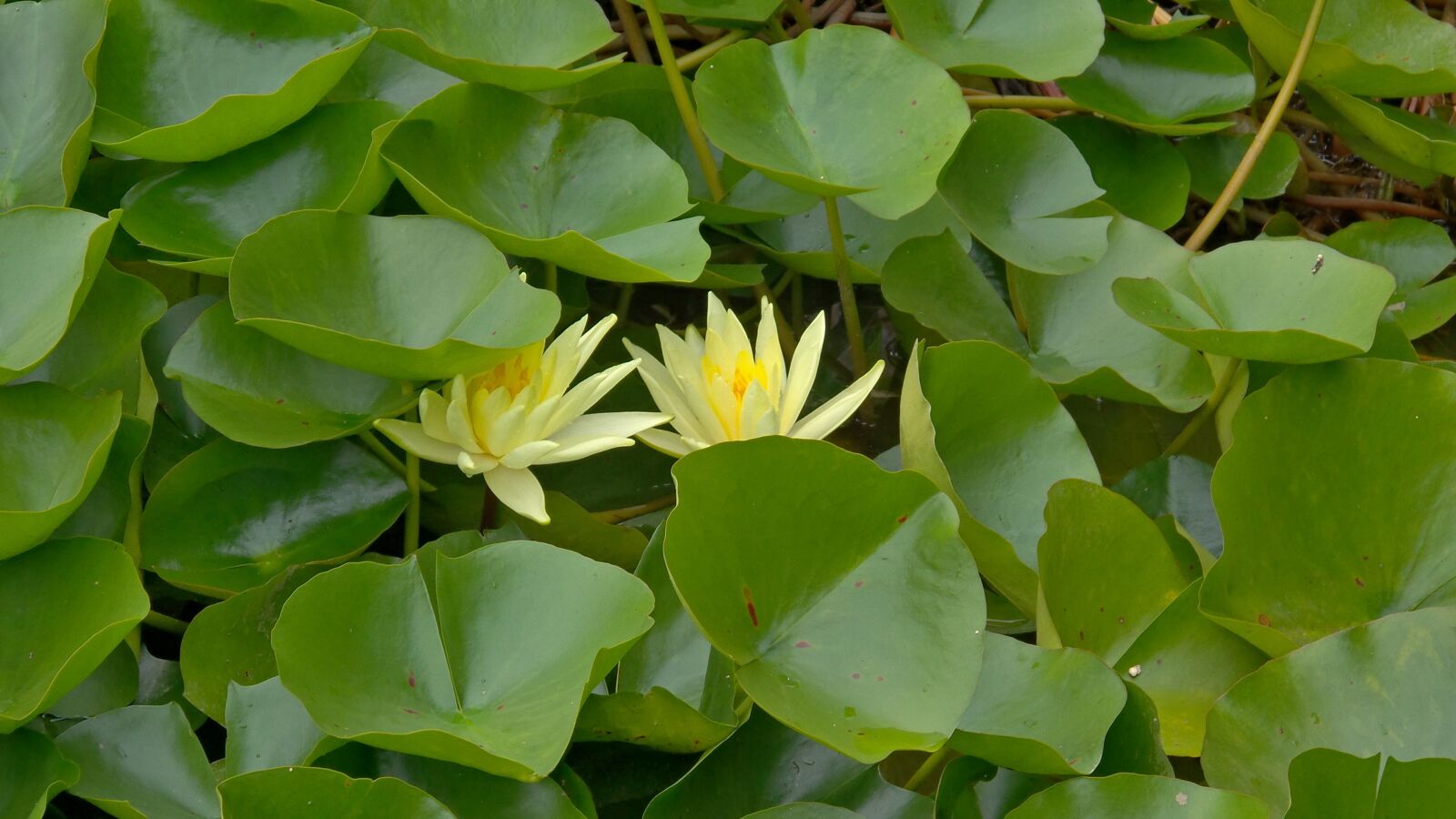 Samsung Galaxy S4 Zoom sample photo. Waterlilies, yellow, green photography