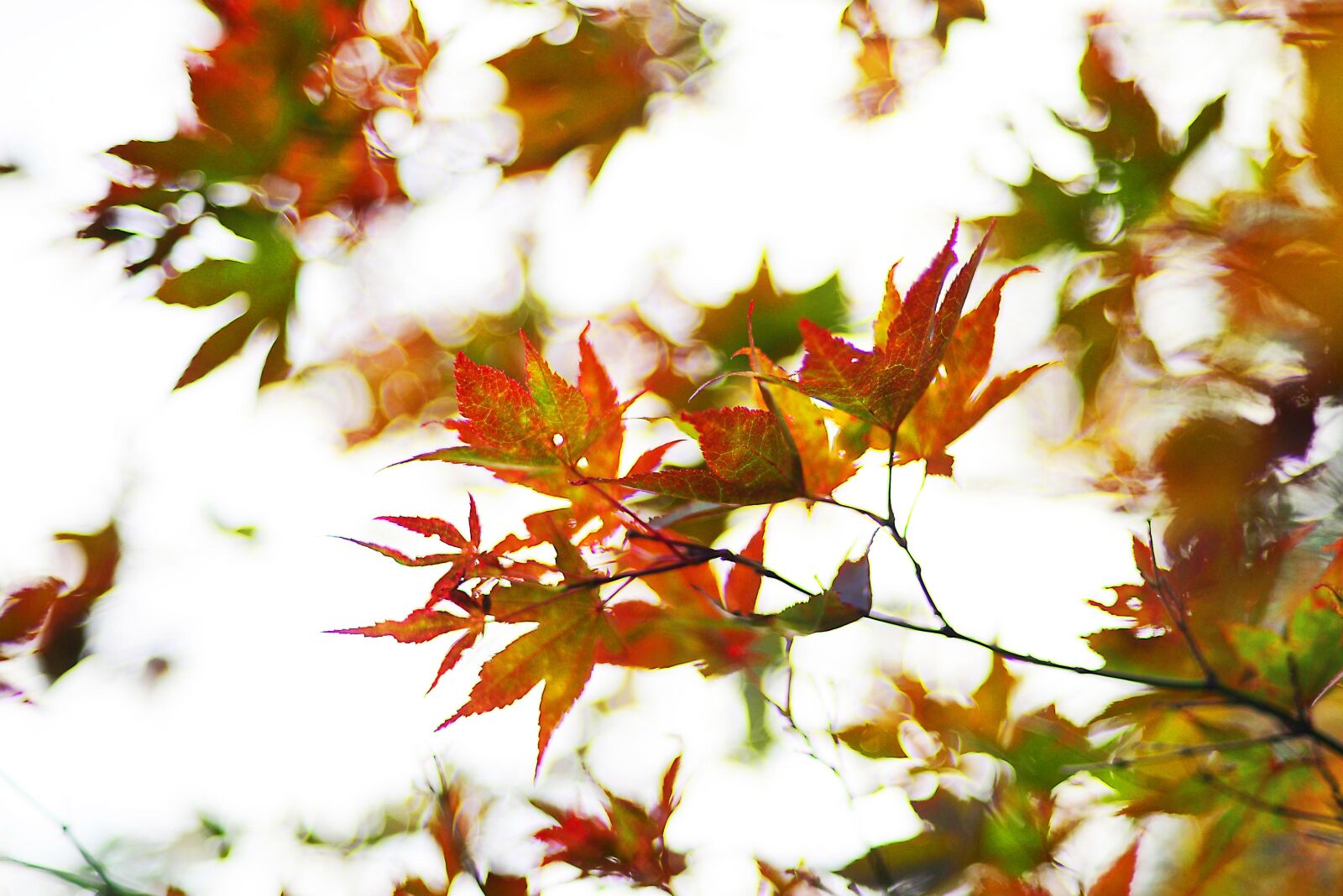 Nikon D800E sample photo. Ahorn, maple, autumn photography