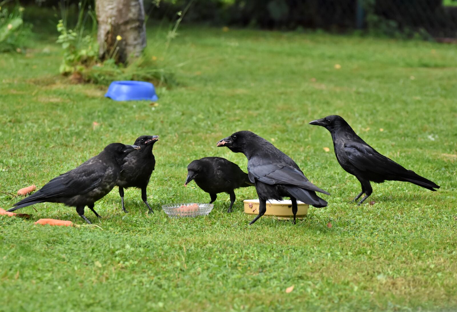 Nikon D7200 sample photo. Raven, crow, raven bird photography