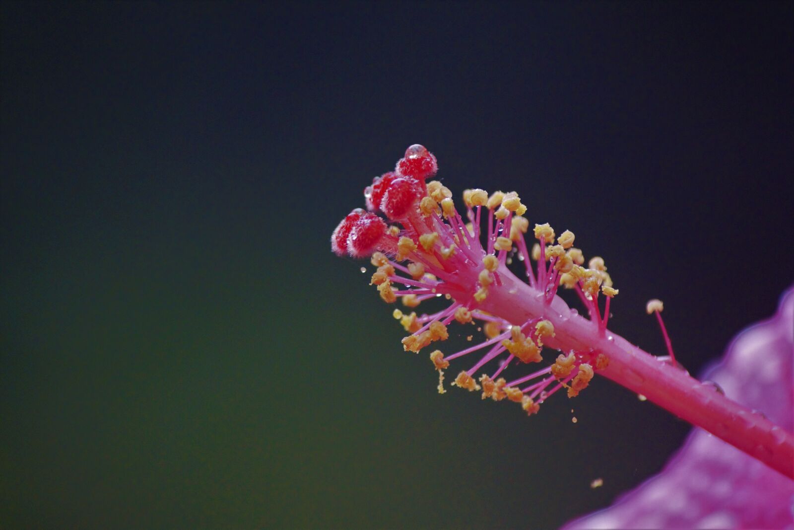 Canon EOS 700D (EOS Rebel T5i / EOS Kiss X7i) sample photo. Flower, blossom, nature photography