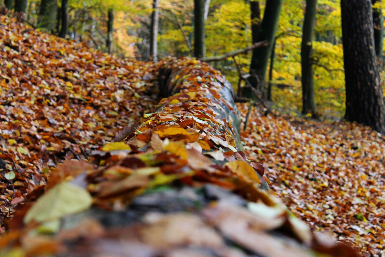 Canon EOS 1100D (EOS Rebel T3 / EOS Kiss X50) sample photo. Autumn, forest, leaves photography