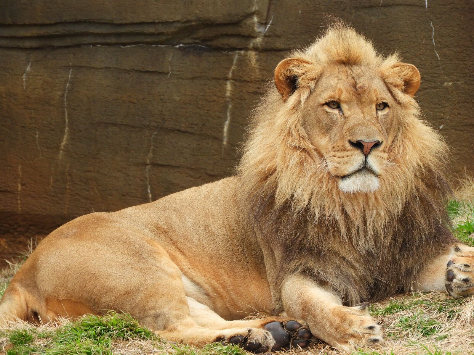 Nikon Coolpix B700 sample photo. Lion, male, animal photography