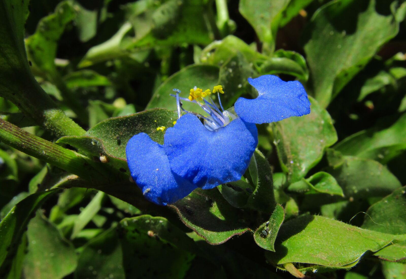 Canon PowerShot SX530 HS sample photo. Blue, flower, nature photography