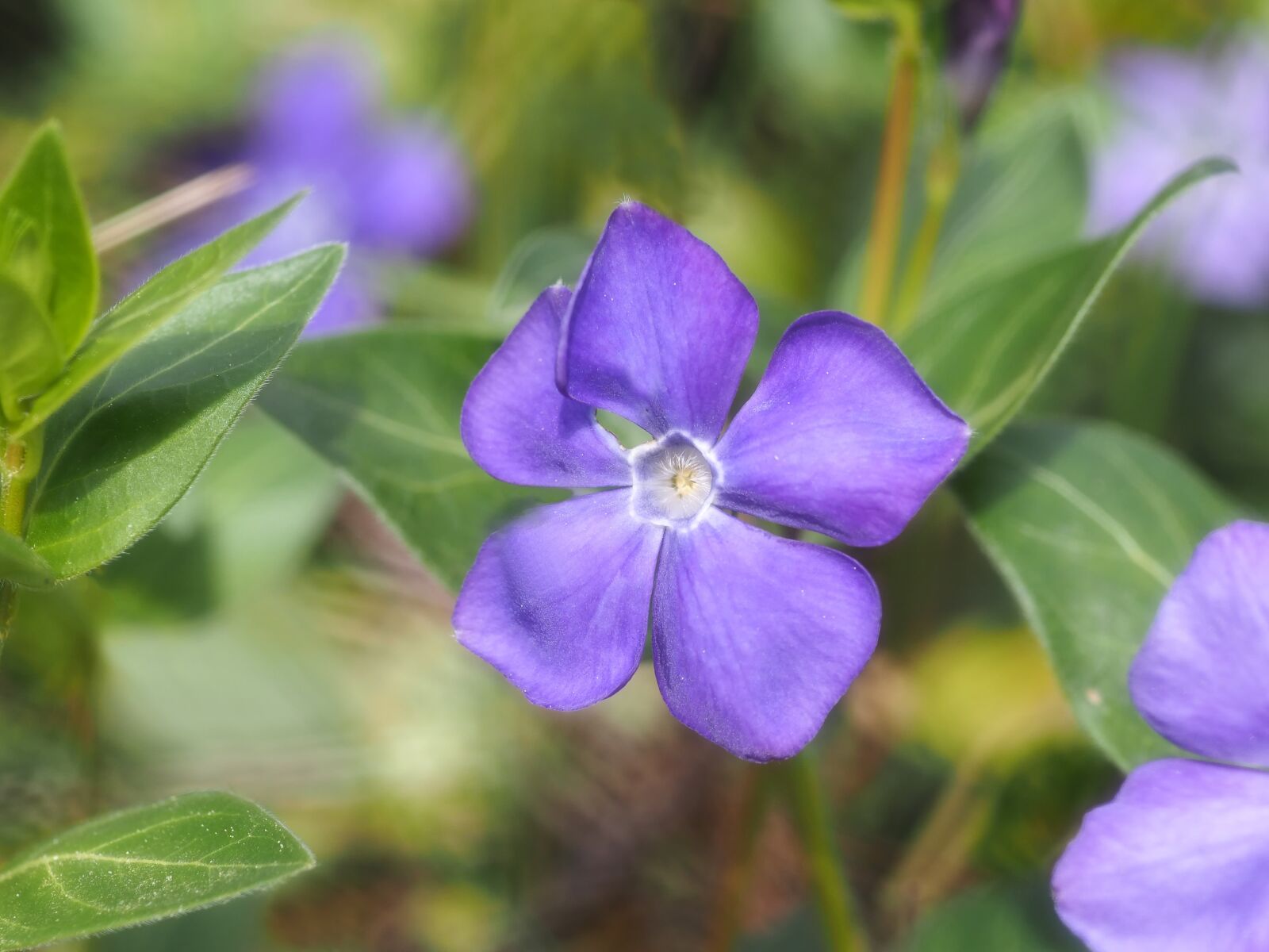 OLYMPUS 50mm Lens sample photo. Evergreen, purple flowers, violet photography