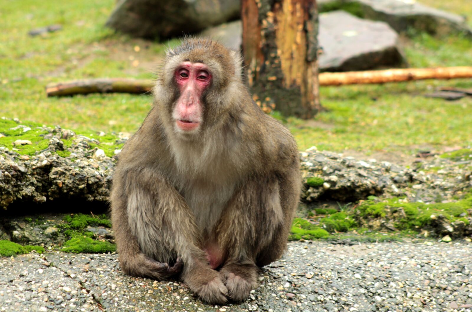 Canon EOS 600D (Rebel EOS T3i / EOS Kiss X5) sample photo. Monkey, tired, wet photography