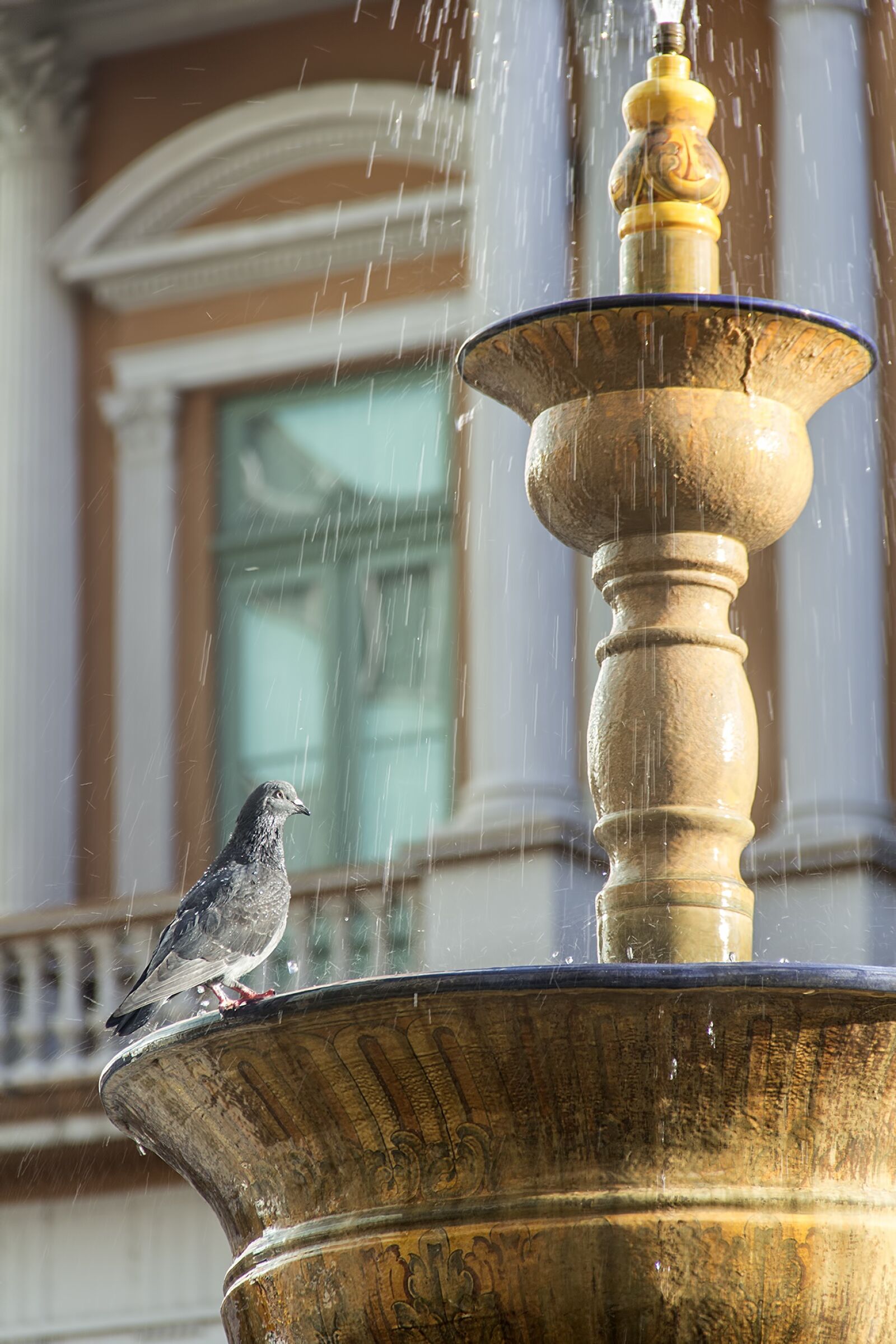 Canon EOS 600D (Rebel EOS T3i / EOS Kiss X5) sample photo. Square, pigeon, eventide photography