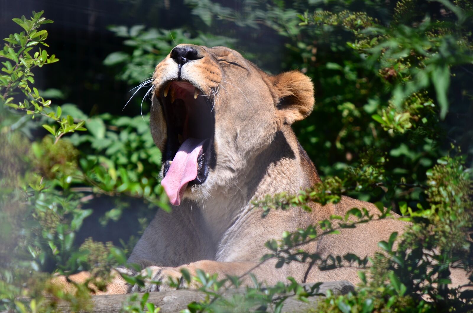 Nikon D7000 sample photo. Nature, wildlife, animal photography