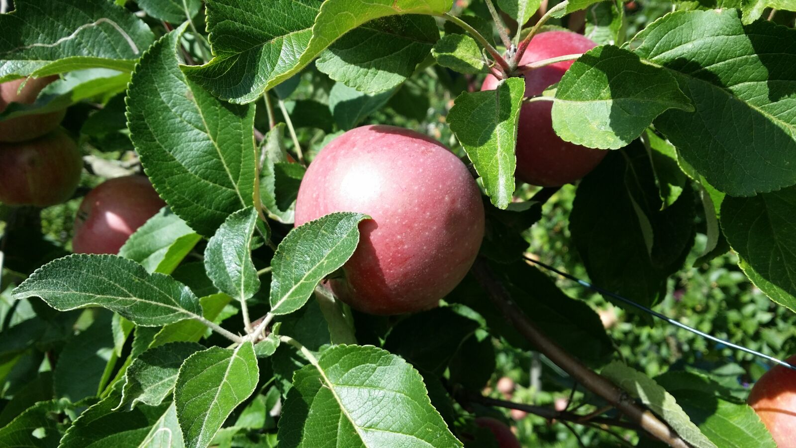 Samsung Galaxy S4 sample photo. Apple, tree, autumn photography