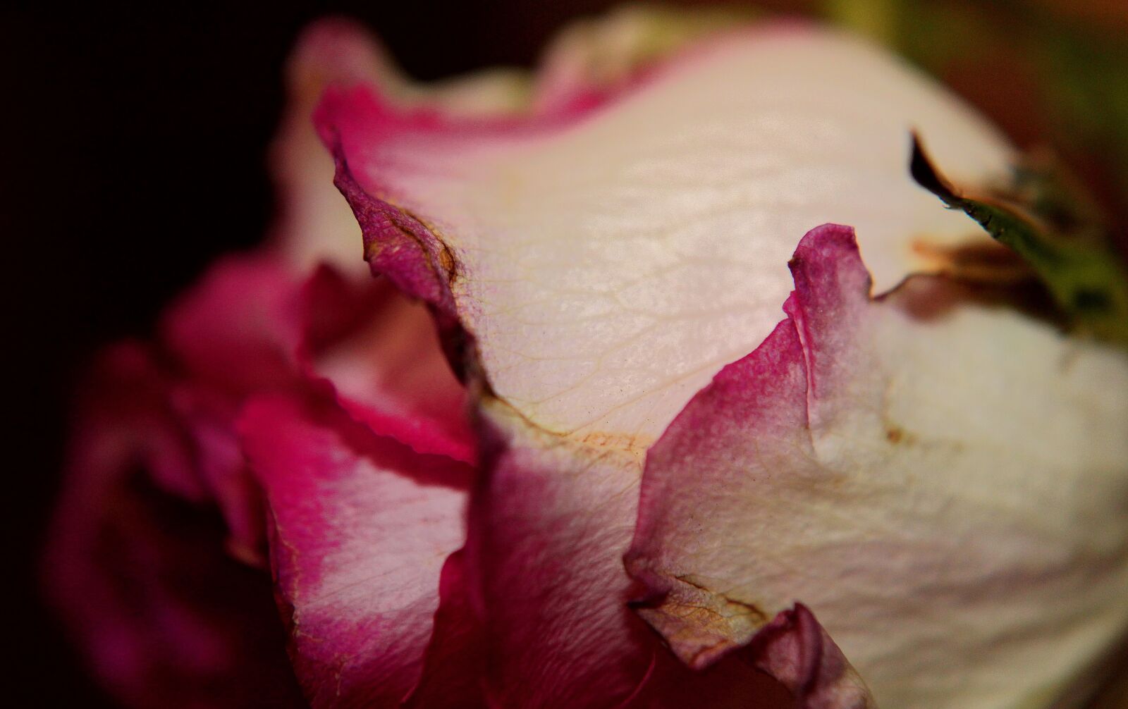 Canon EOS 1300D (EOS Rebel T6 / EOS Kiss X80) sample photo. Pink petals, pink rose photography