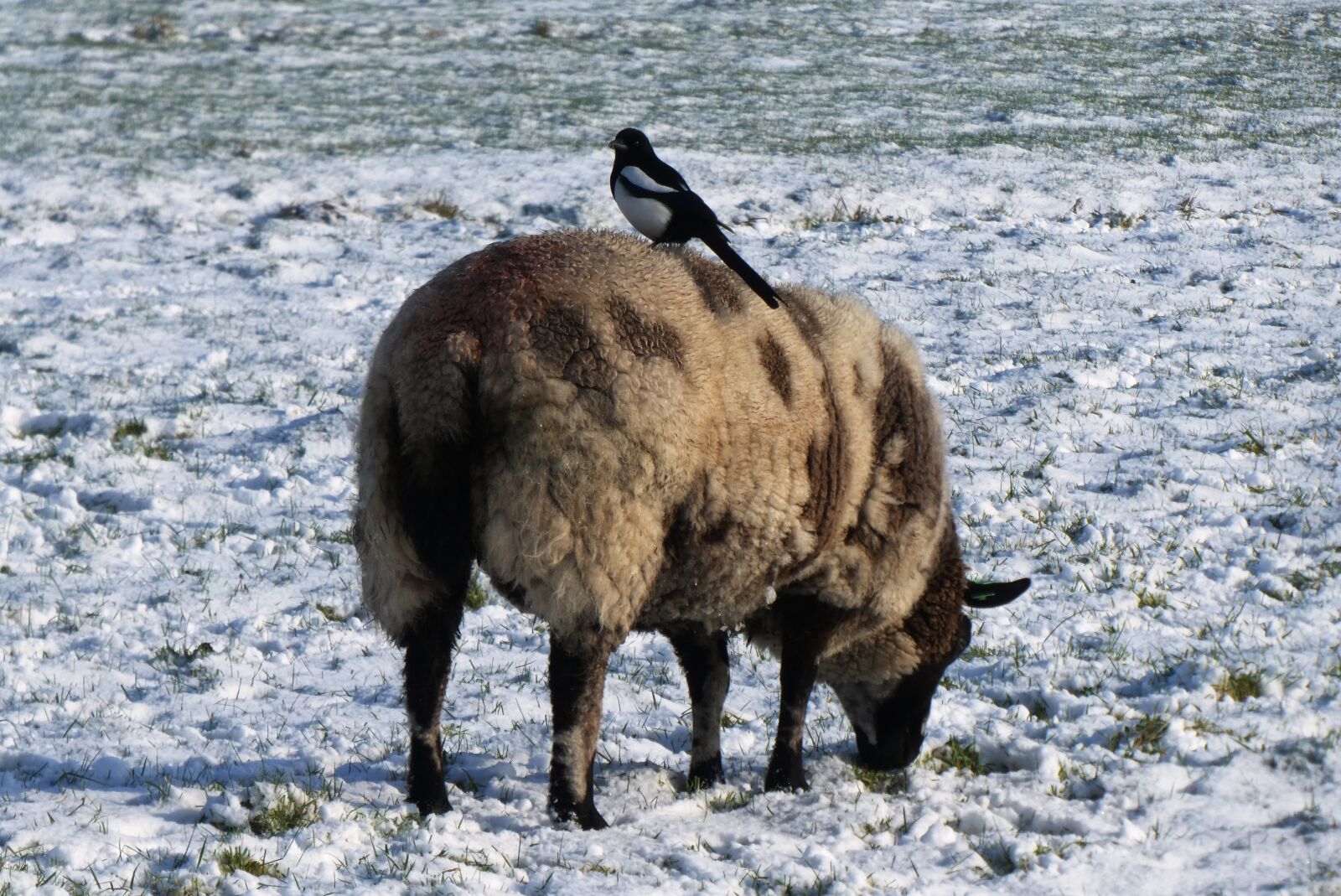 Panasonic Lumix DC-ZS70 (Lumix DC-TZ90) sample photo. Magpie, sheep, whey photography