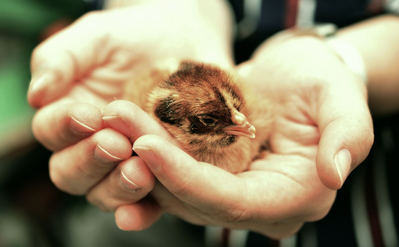 Nikon D5200 sample photo. Chicks, hatched, chicken photography