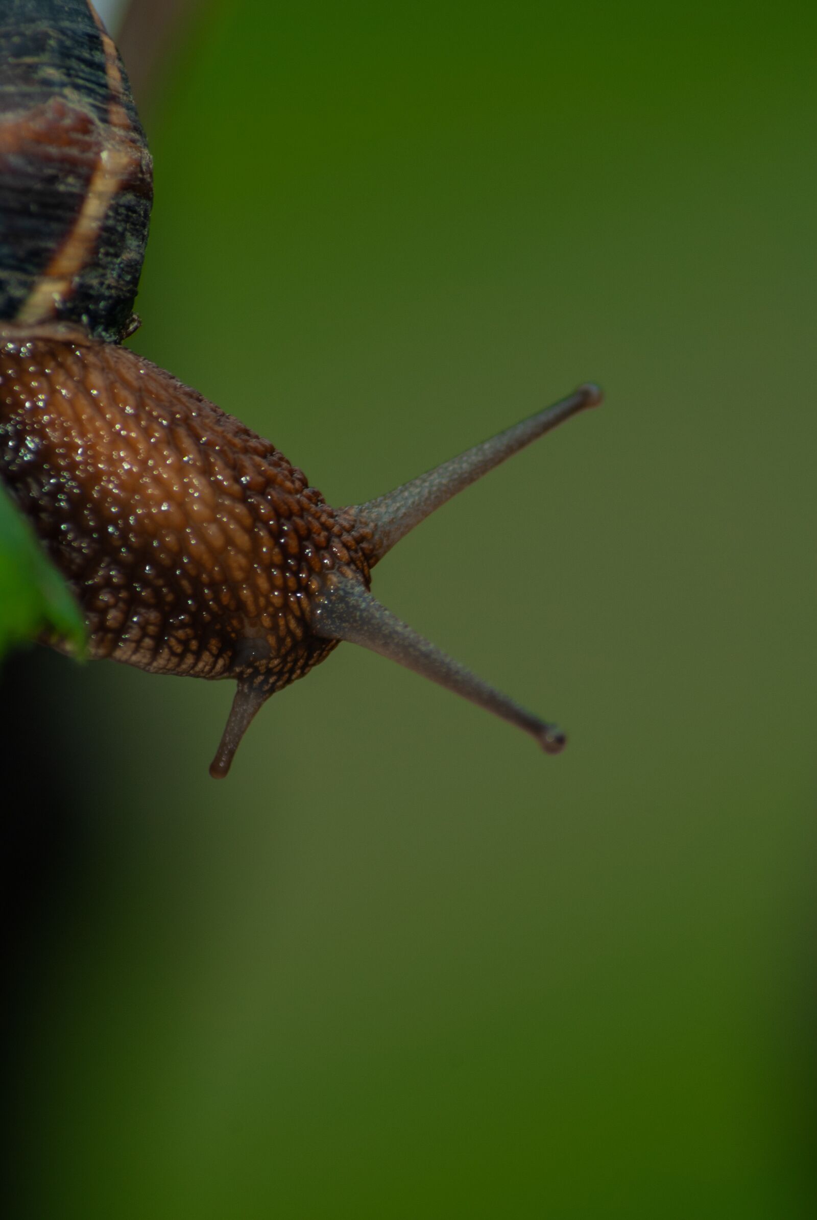 Nikon D60 sample photo. Snail, animal, mollusk photography