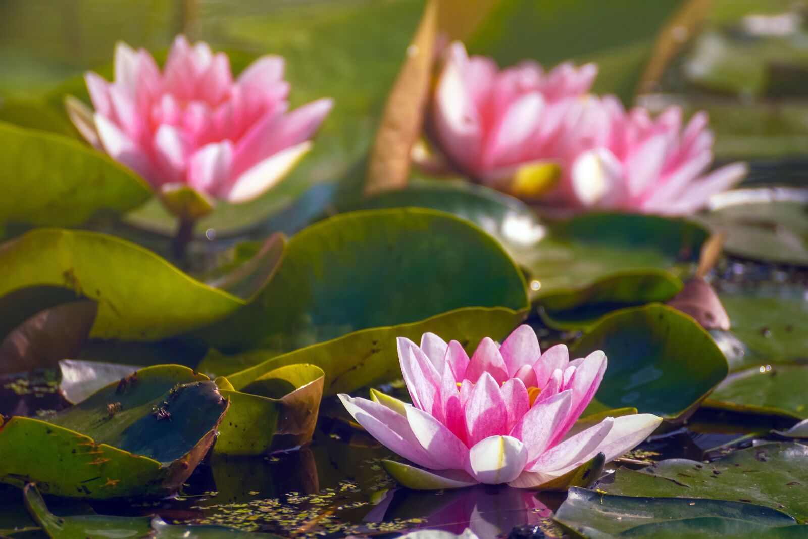Sony DT 55-300mm F4.5-5.6 SAM sample photo. Water lilies, petals, lotus photography