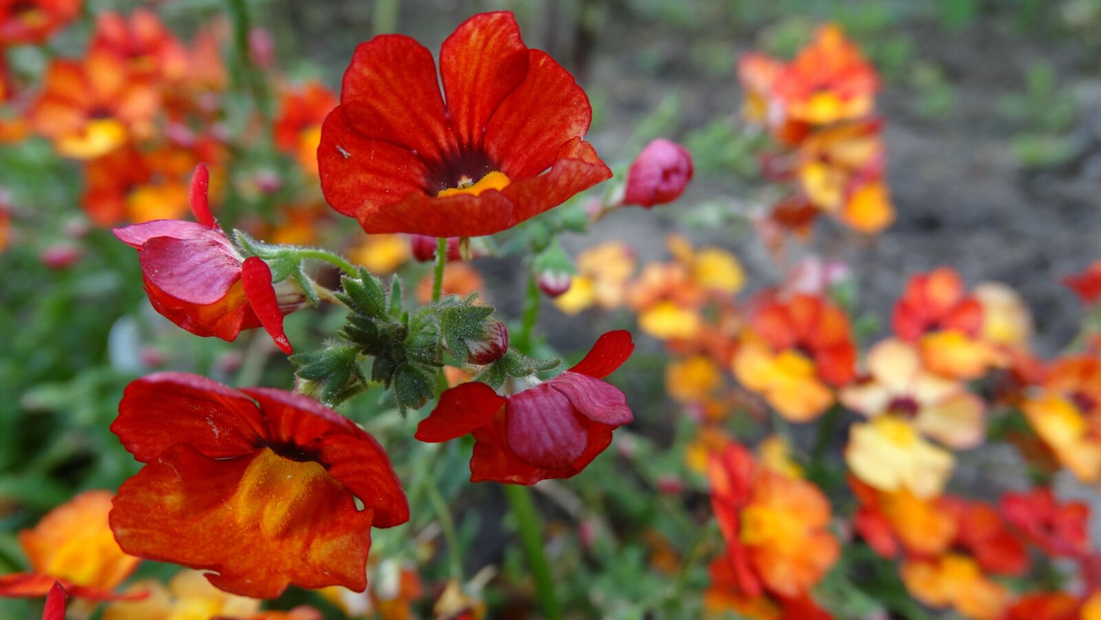 Sony Cyber-shot DSC-HX300 sample photo. Flower, nature, plant photography