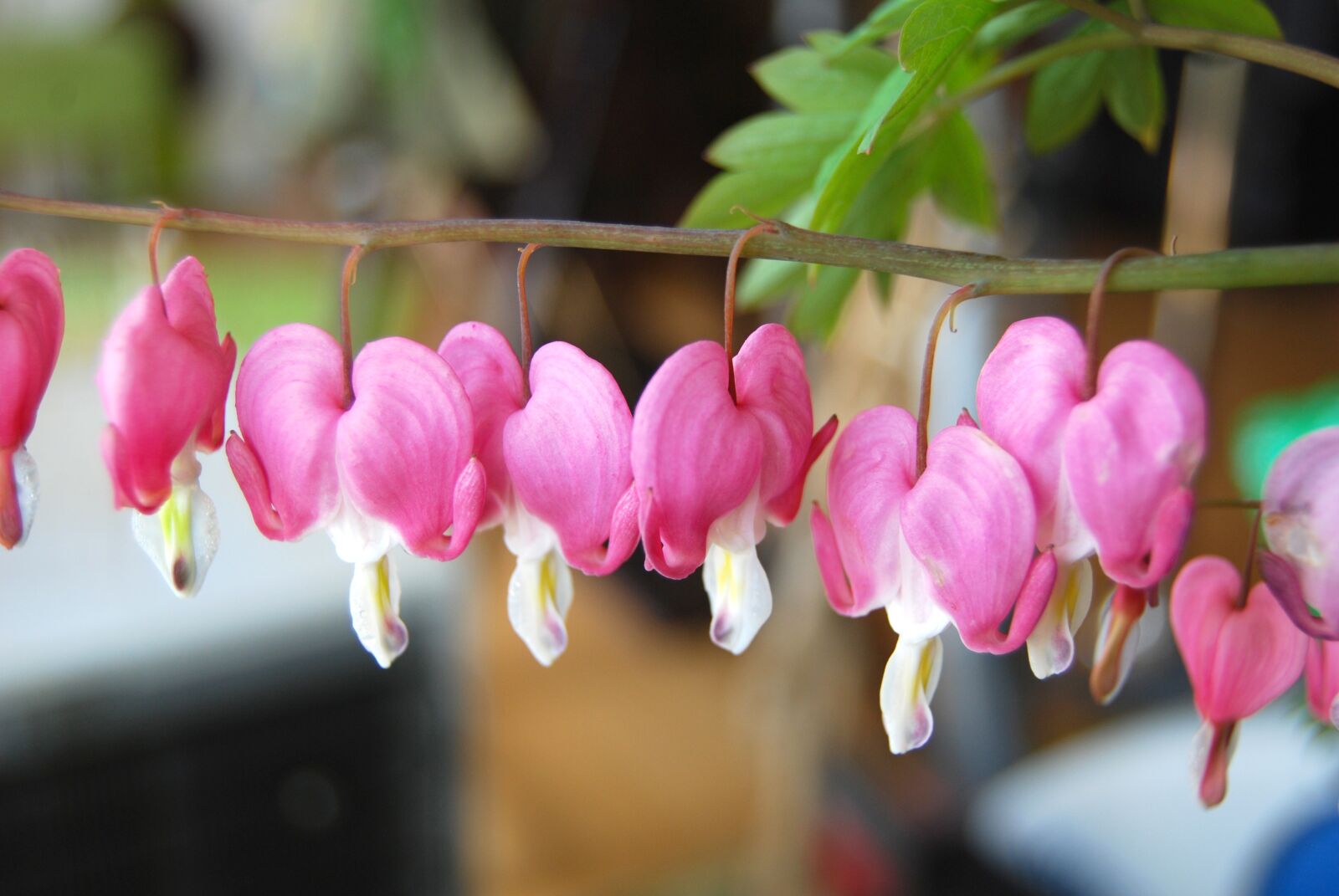 Nikon D40X sample photo. Flower, bleeding heart, nature photography