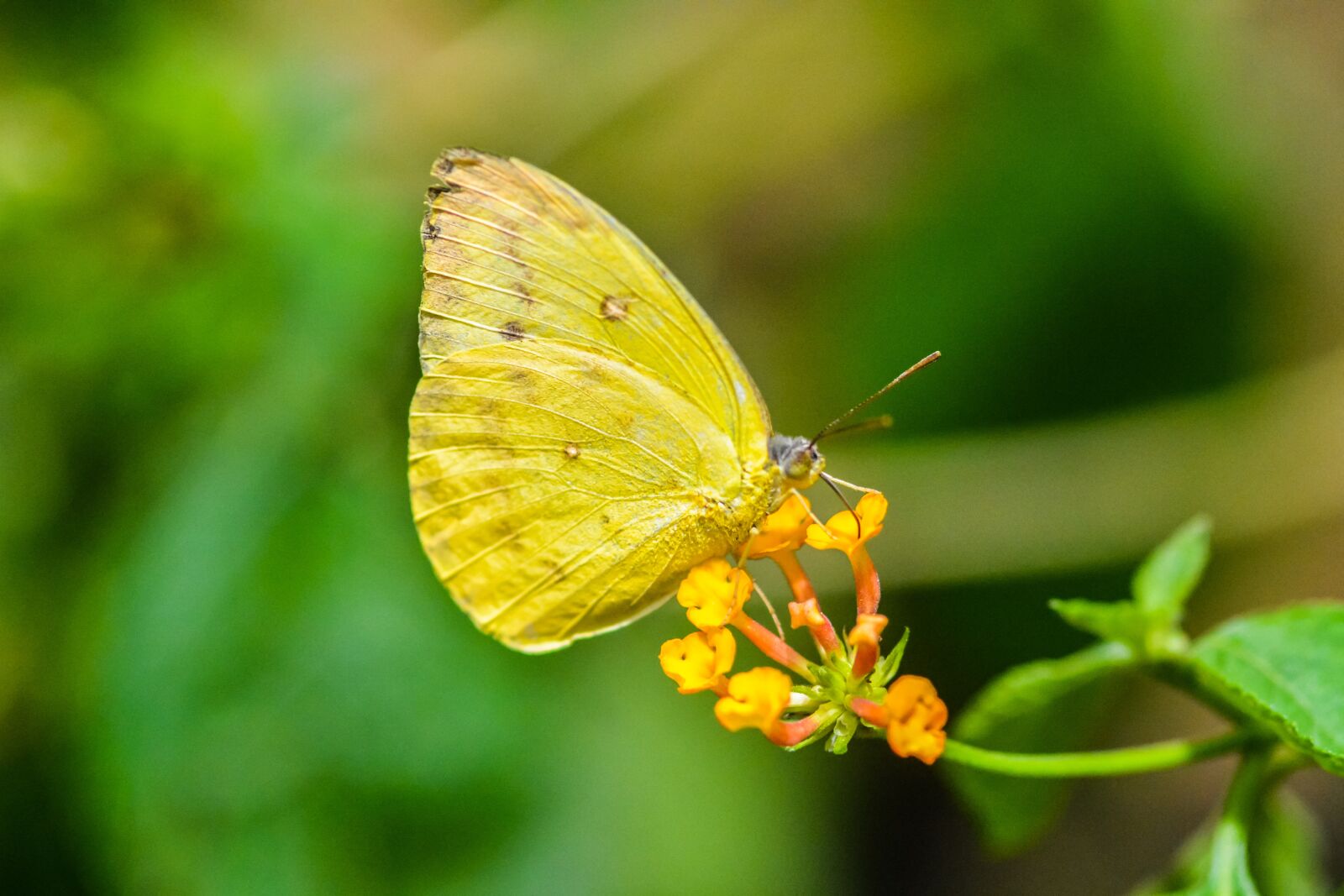 Nikon D7100 sample photo. Yellow butterfly, macro, spring photography