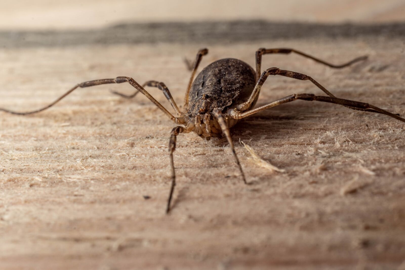 MACRO 50mm F2.8 sample photo. Macro, spider, insect photography