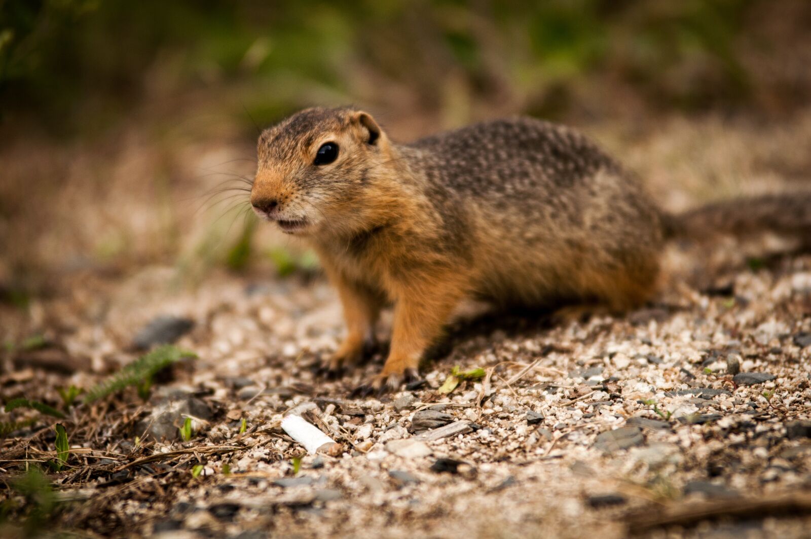 Nikon D90 sample photo. Animal, squirrel, nagertier photography