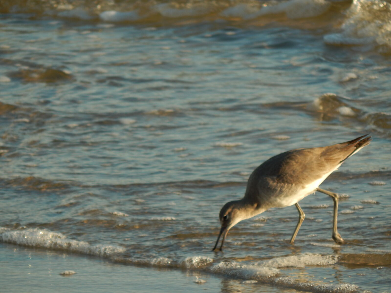 Nikon Coolpix L820 sample photo. Beach, bird, surf photography