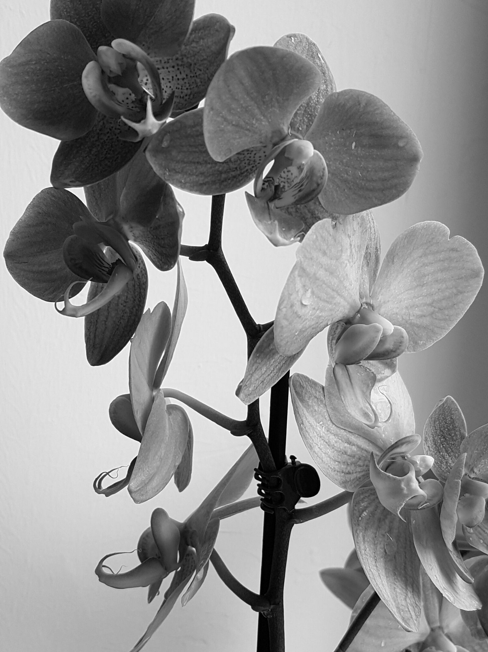 Samsung Galaxy S7 sample photo. Flower, orchid, black and photography