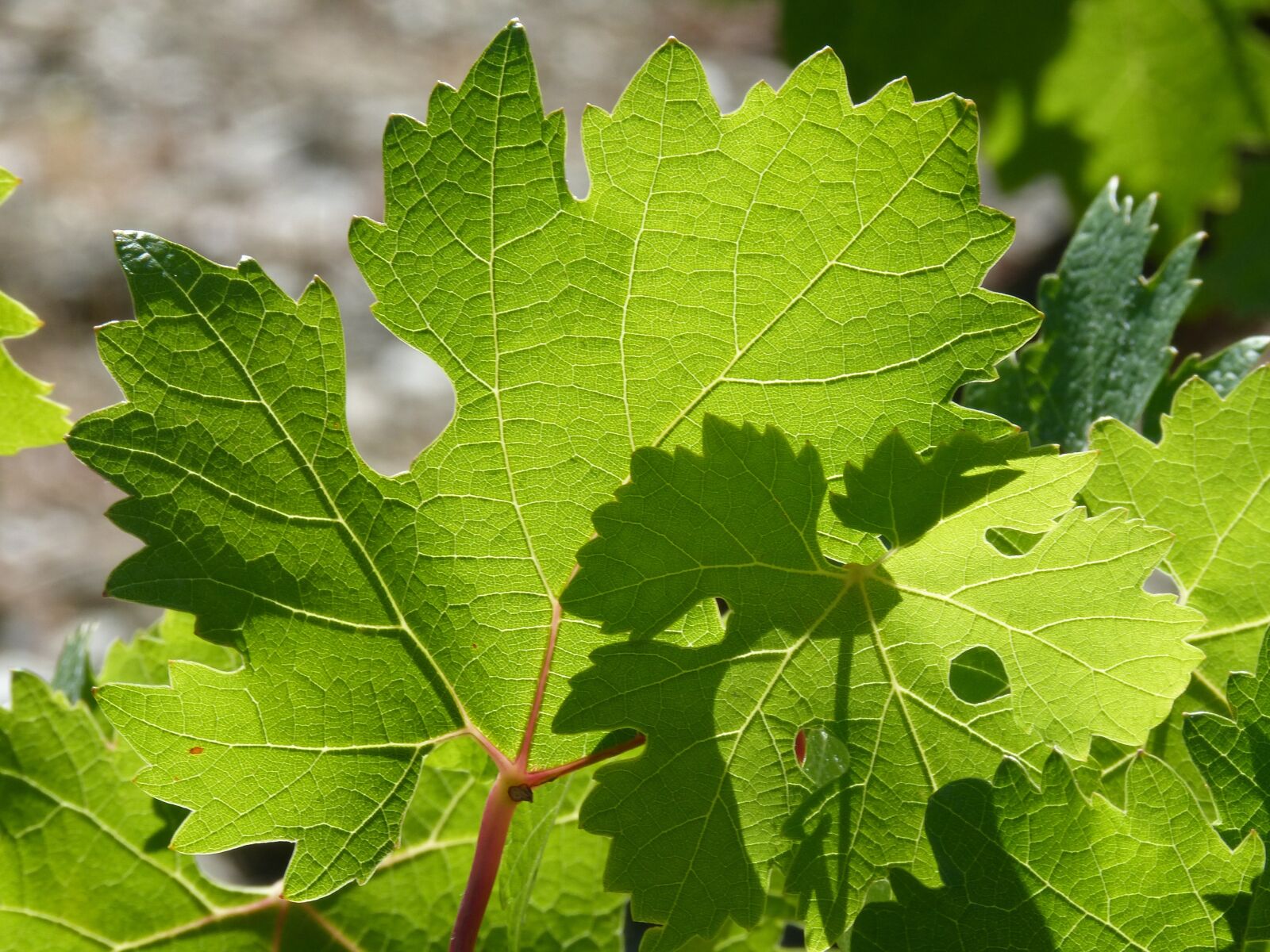 Panasonic DMC-FZ62 sample photo. Vine leaves, parra, play photography