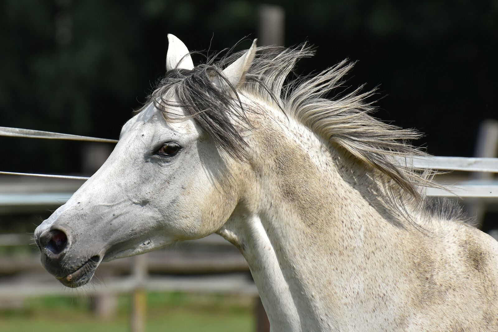 Nikon D7200 sample photo. Mold, horse, love for photography