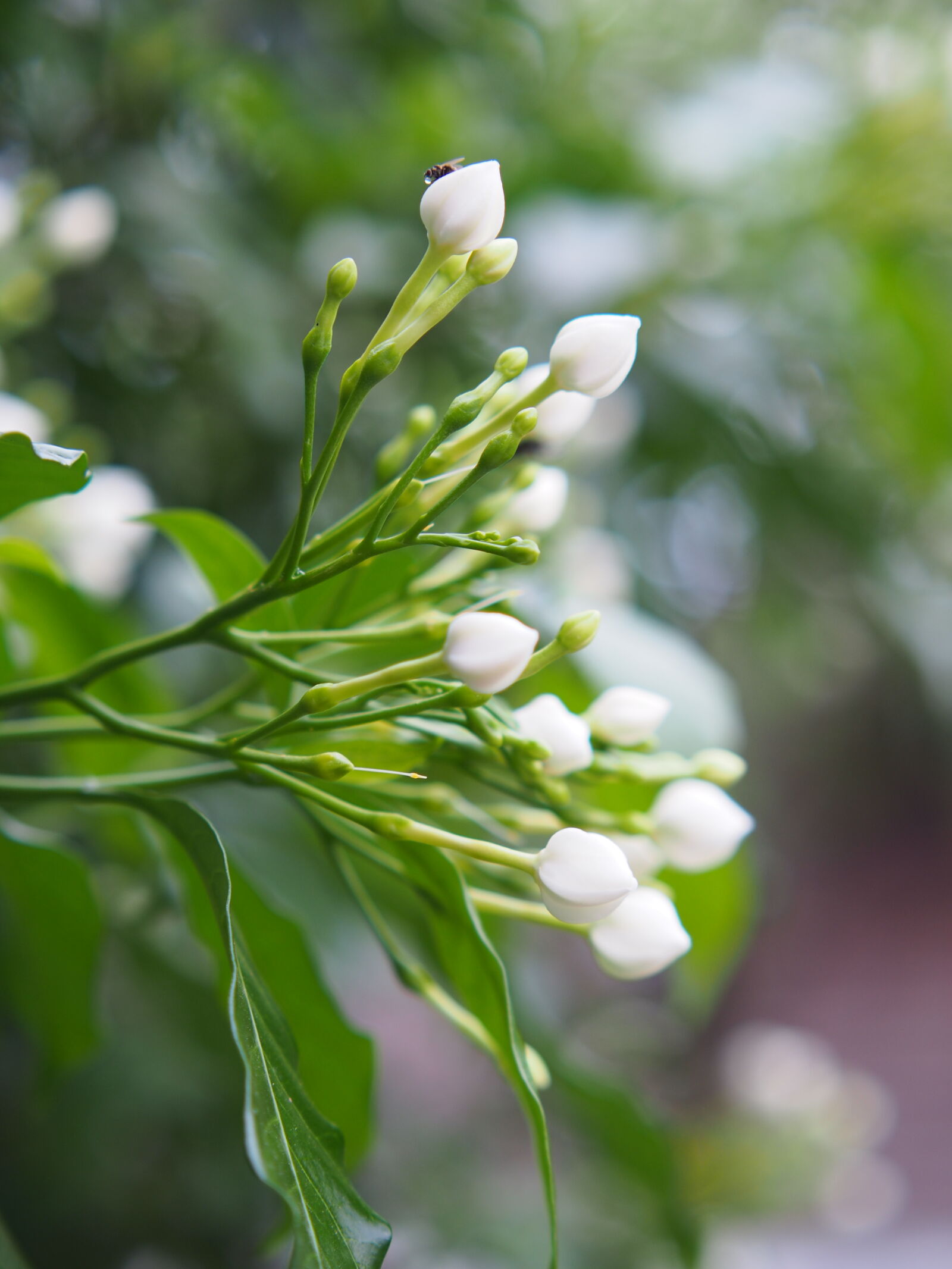 XIAOYI 42.5mm F1.8 sample photo