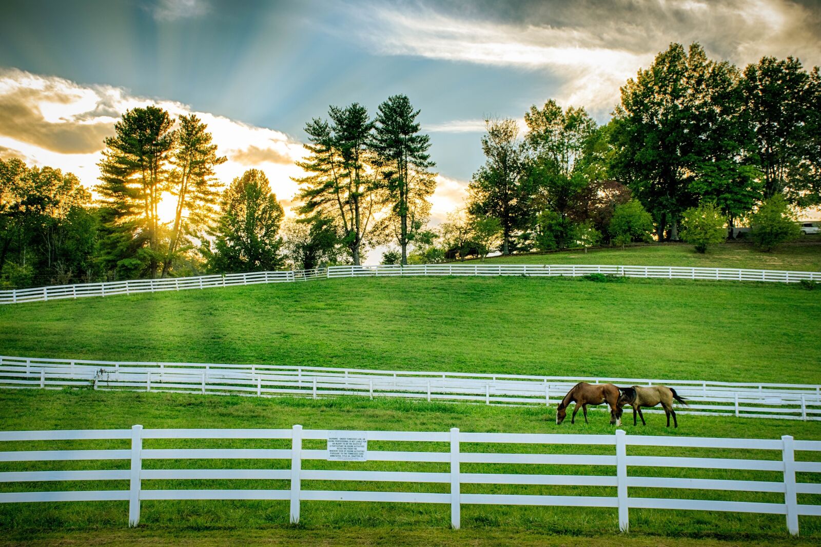 Nikon D5500 sample photo. Horses, grazing, pasture photography