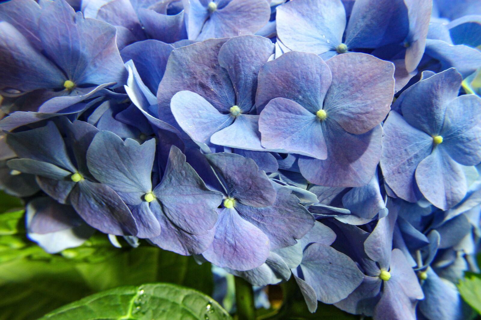 Canon EOS 600D (Rebel EOS T3i / EOS Kiss X5) sample photo. Nature, flower, flora photography