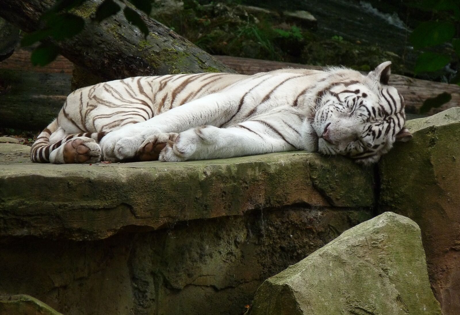 Panasonic Lumix DMC-FZ28 sample photo. White tiger, feline, wild photography