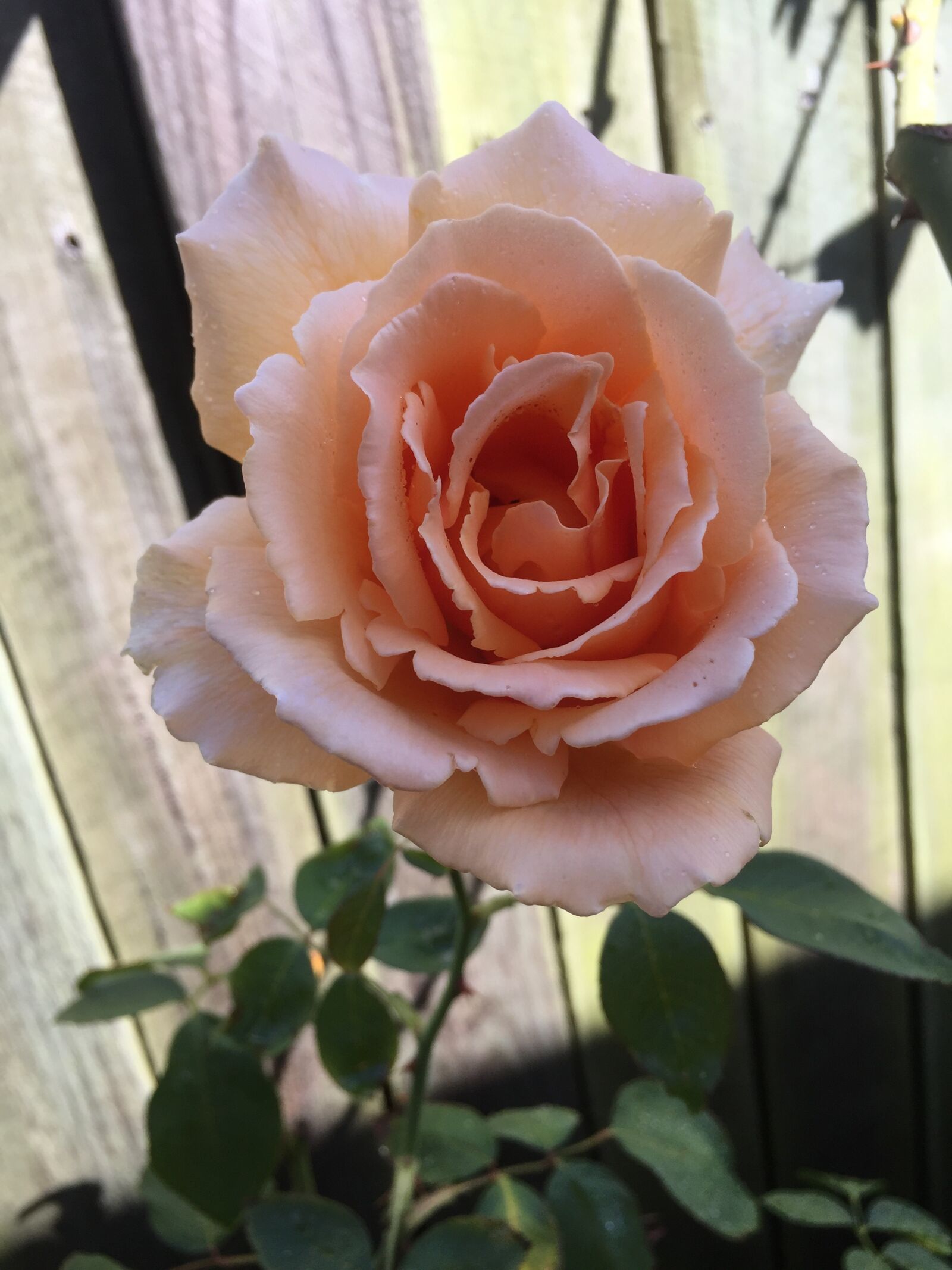 Apple iPhone 6 sample photo. Flower, rose, petal photography