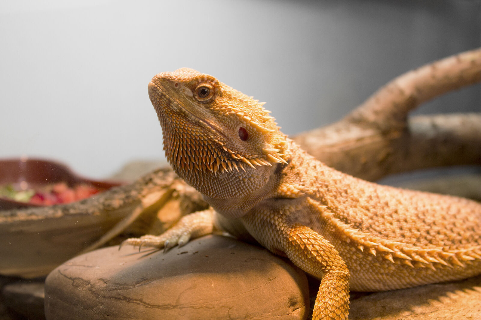 Canon EOS 1100D (EOS Rebel T3 / EOS Kiss X50) sample photo. Bearded, dragon, beardie, dragon photography