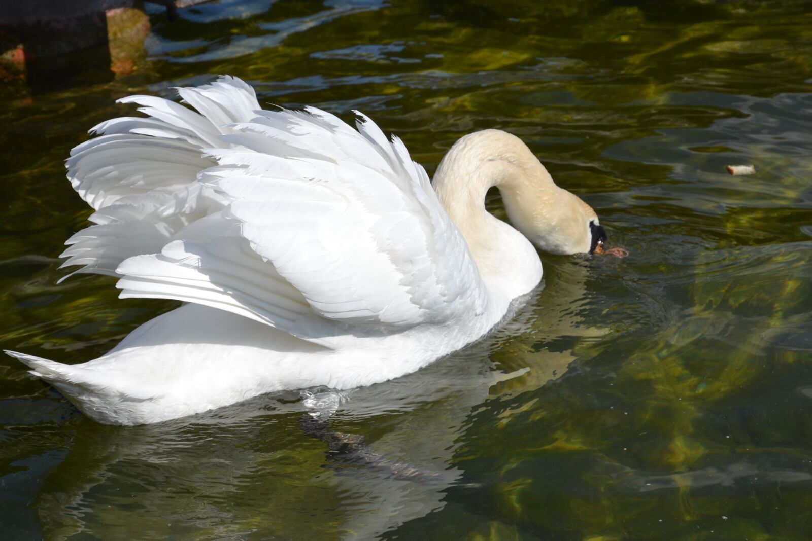 Nikon D3100 sample photo. Swan, water, bird photography